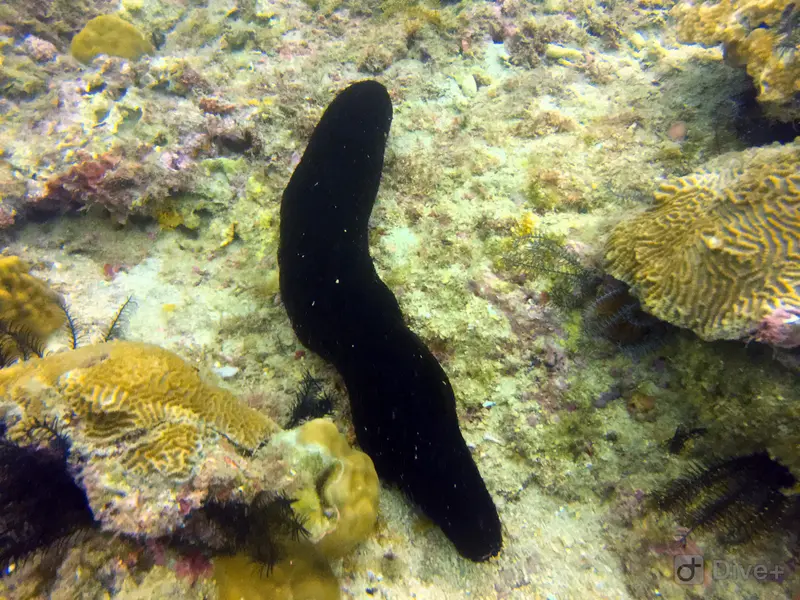 #09 美人洞 Merirendong