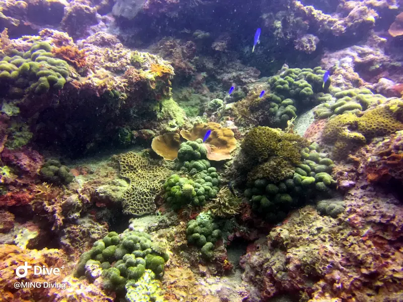 #13 LongDong 1.5