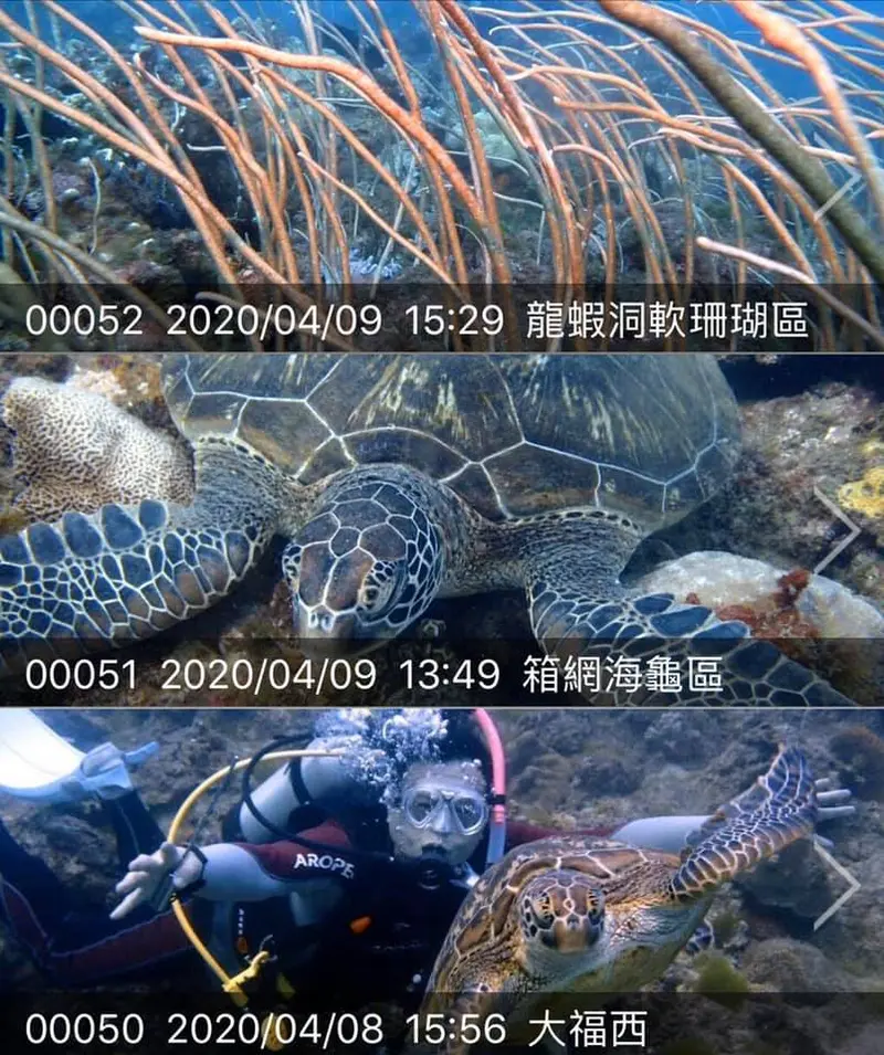 🇹🇼小琉球🌟海底小縱隊🌟 Xiao Liuqiu Apr 08-10,2020