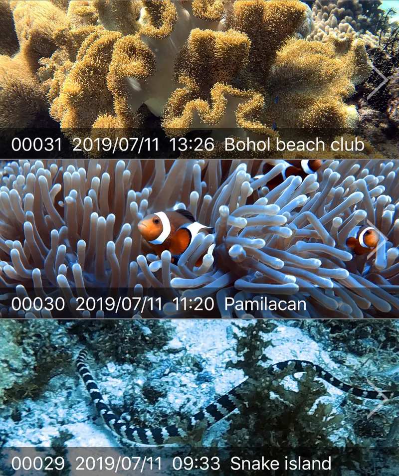 🇵🇭薄荷島邦勞。王者船潛 Panglao, Bohol July 10-15,2019