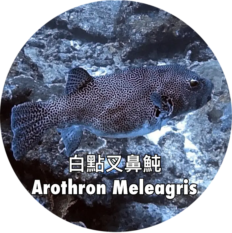 白點叉鼻魨 Arothron Meleagris