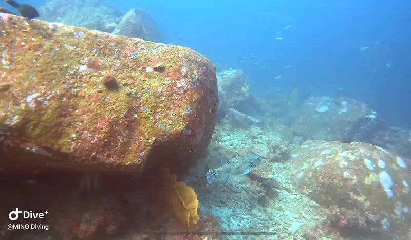 白點叉鼻魨 Arothron meleagris