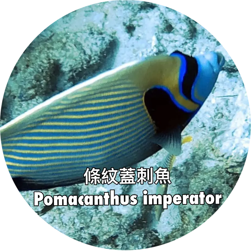 條紋蓋刺魚Pomacanthus imperator