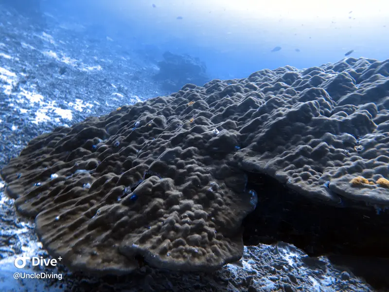 Similan Islands #Koh Bon