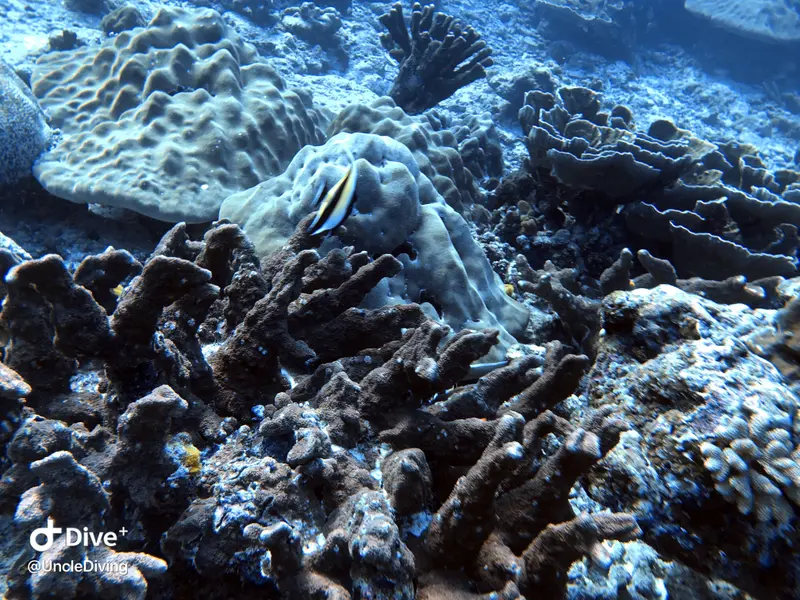 Similan Islands #Koh Bon