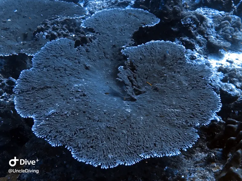 DIVING LOG #19 Koh Bon