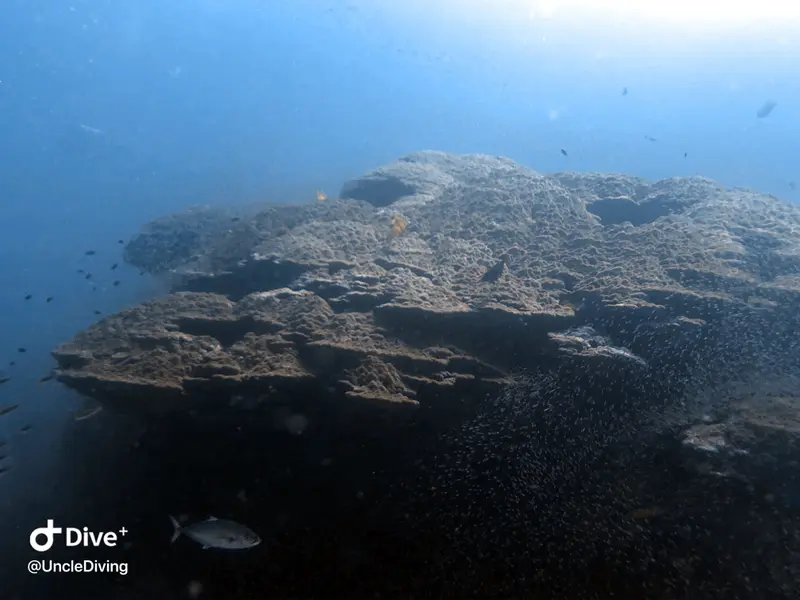DIVING LOG #19 Koh Bon