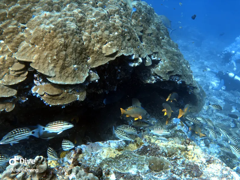 DIVING LOG #19 Koh Bon