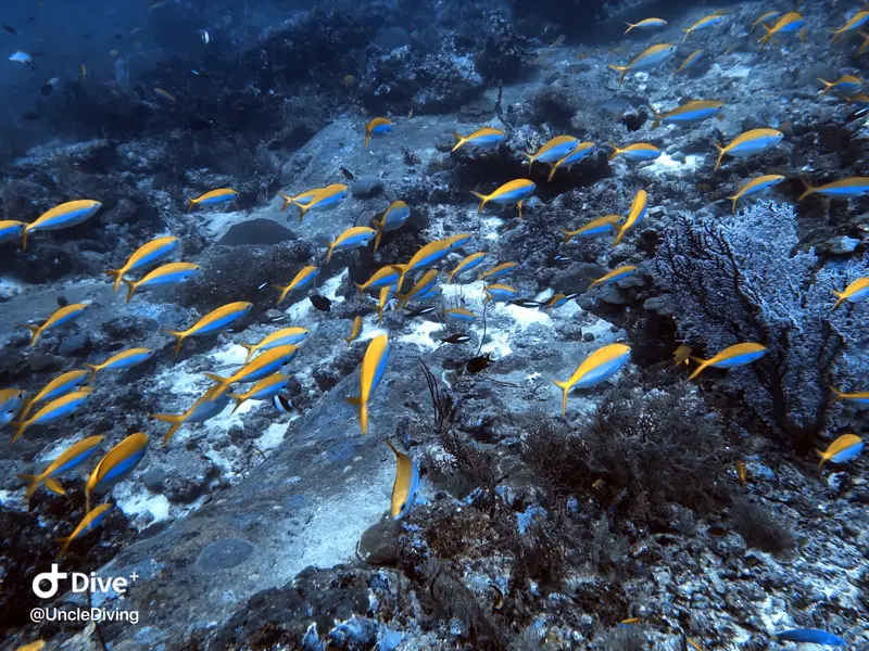 DIVING LOG #20 The Demo