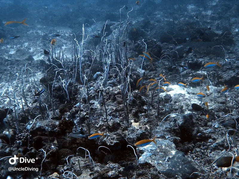 DIVING LOG #20 The Demo