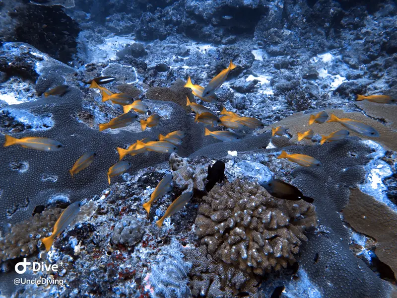 DIVING LOG #20 The Demo