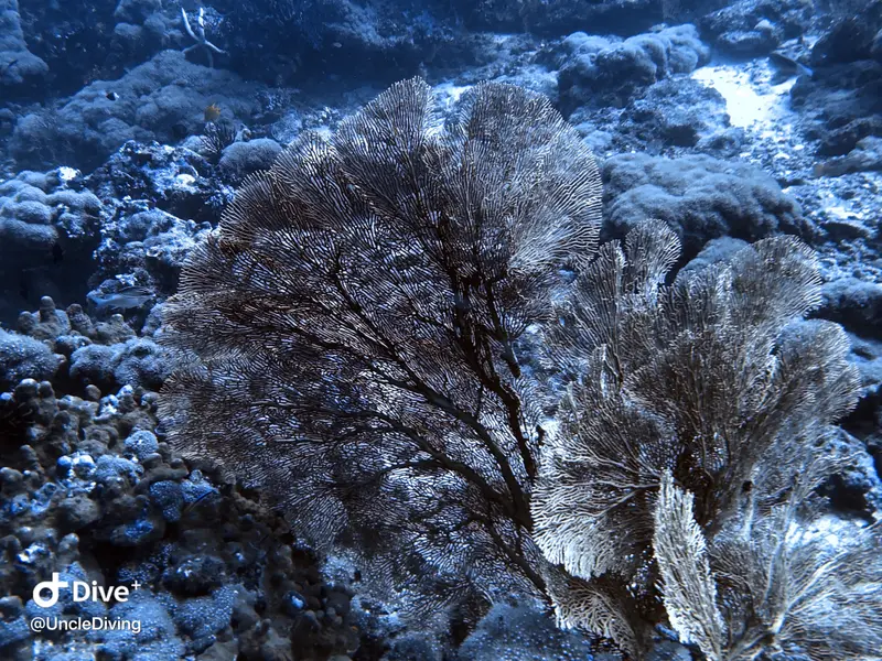 DIVING LOG #20 The Demo
