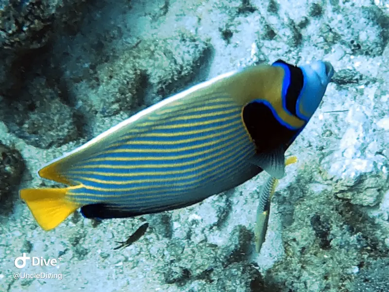 條紋蓋刺魚Pomacanthus imperator