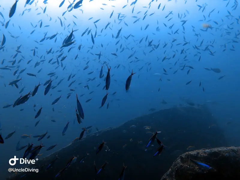 DIVING LOG #20 The Demo