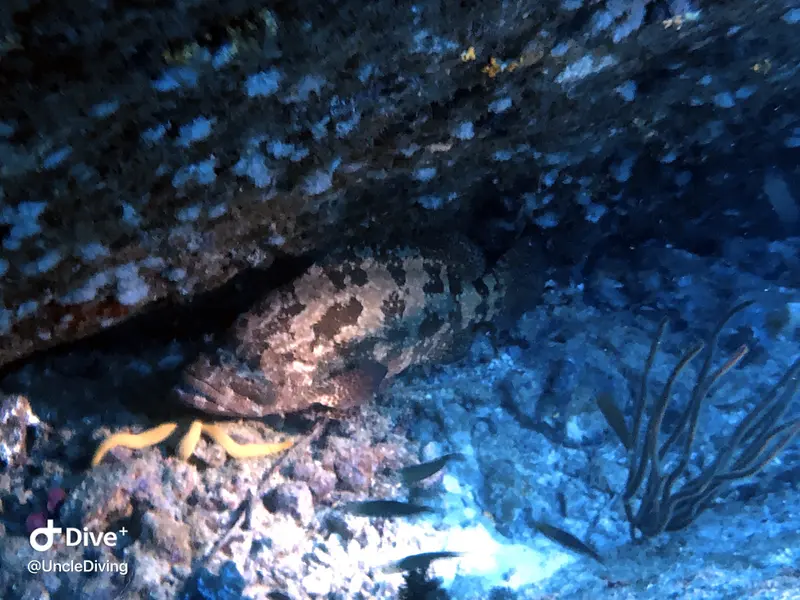 DIVING LOG #21 The Demo