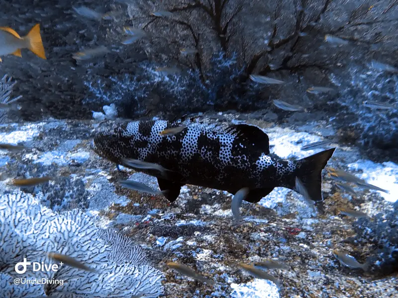 DIVING LOG #21 The Demo