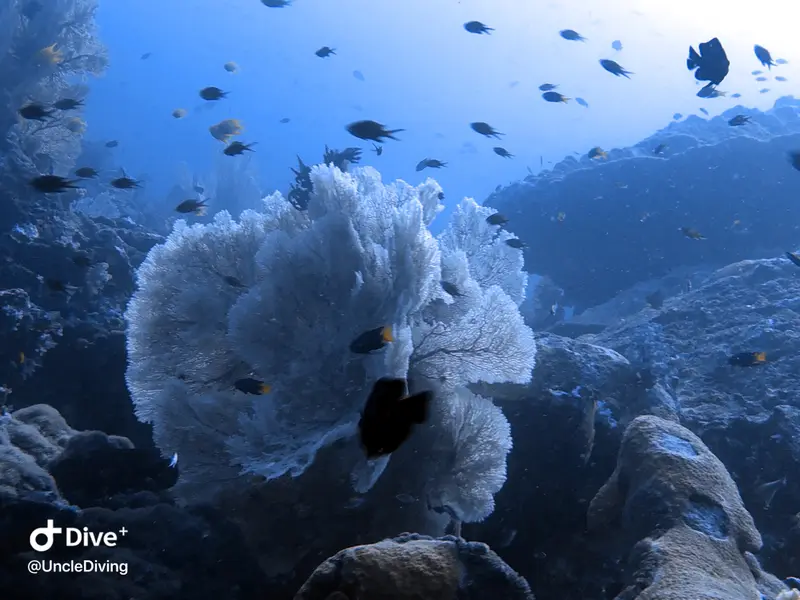 DIVING LOG #21 The Demo