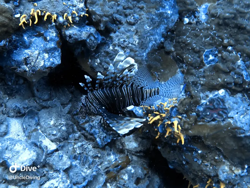 斯米蘭船潛：Richelieu Rock