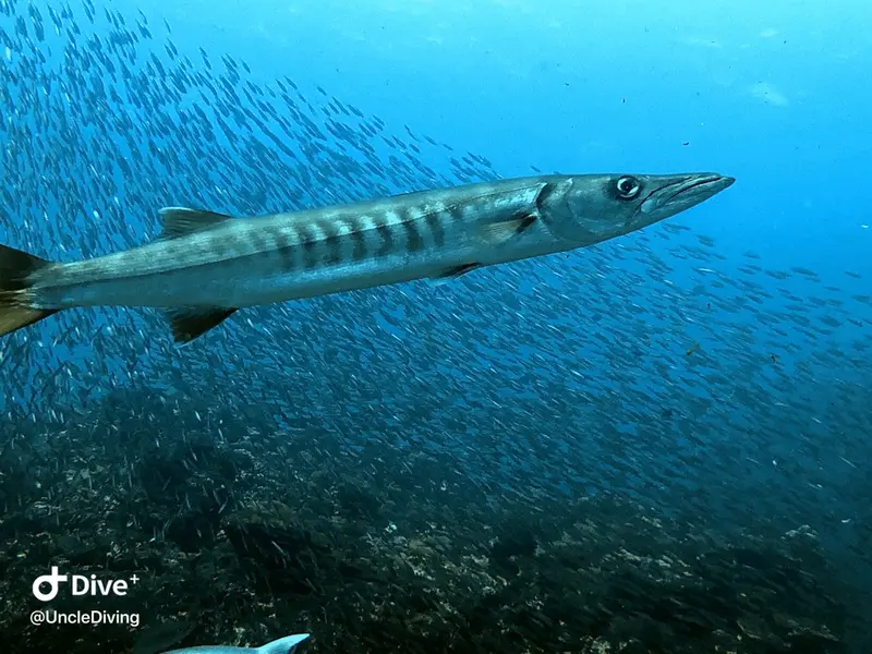 海狼魚Barracuda