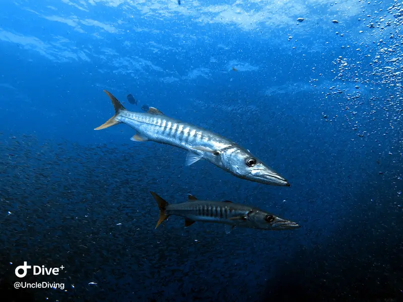 海狼魚Barracuda