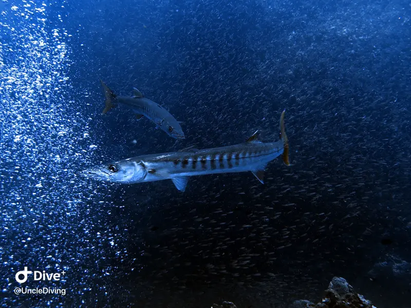 海狼魚Barracuda