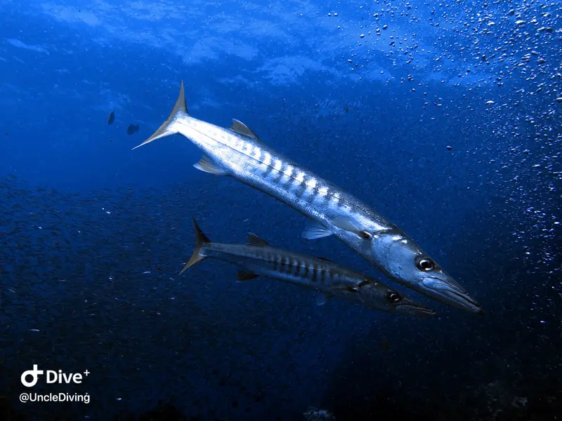 海狼魚Barracuda