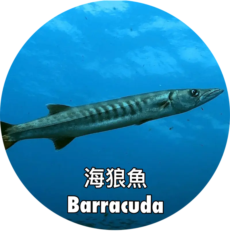 海狼魚Barracuda