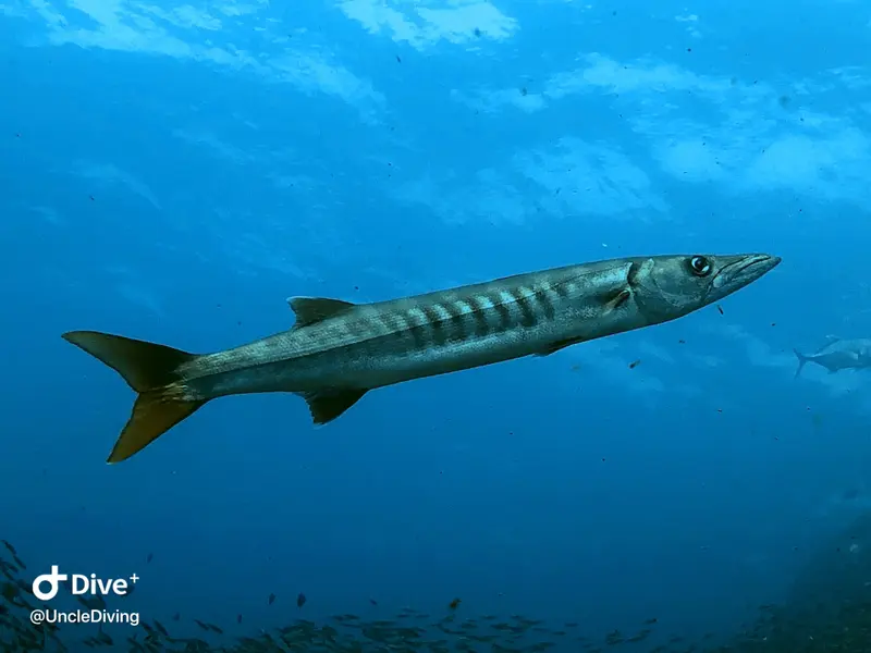 海狼魚Barracuda