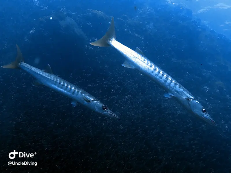 海狼魚Barracuda