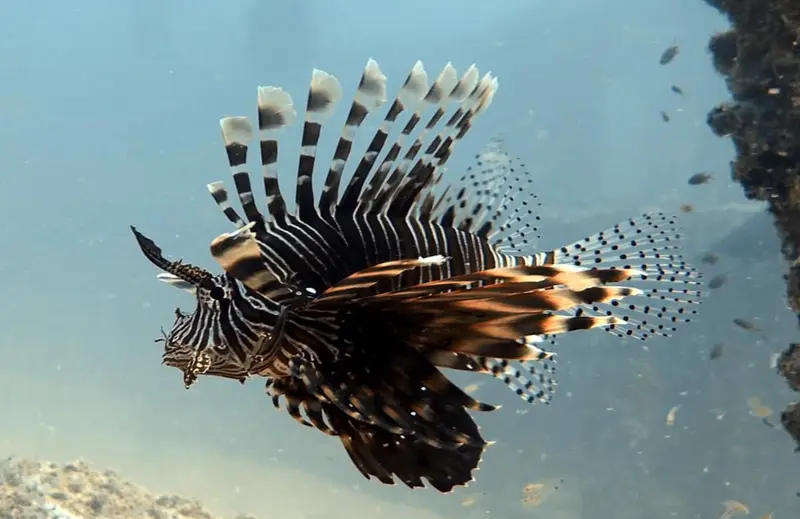 龍鬚獅子魚/環紋蓑鮋
