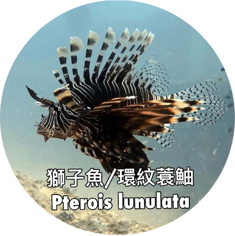 龍鬚獅子魚/環紋蓑鮋 Pterois lunulata
