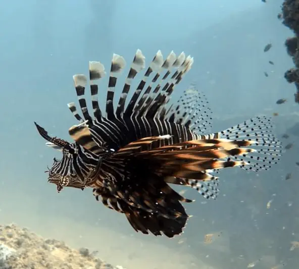 獅子魚/蓑鮋 Pterois