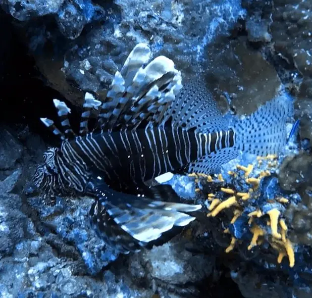 獅子魚/蓑鮋 Pterois