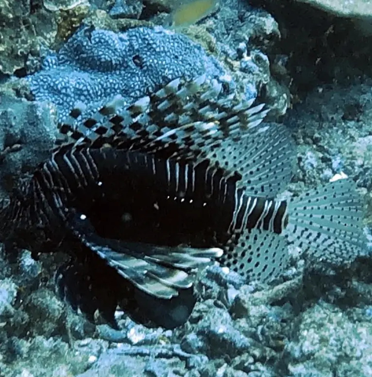 獅子魚/蓑鮋 Pterois