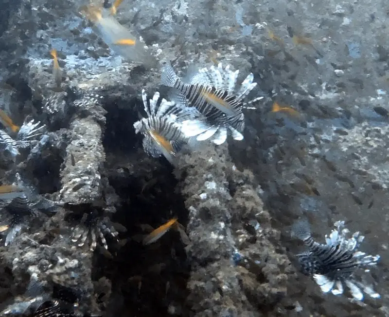 獅子魚/蓑鮋 Pterois