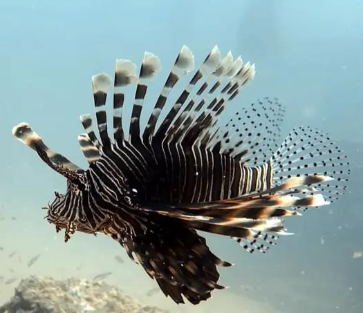 獅子魚/蓑鮋 Pterois