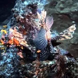 獅子魚/蓑鮋 Pterois