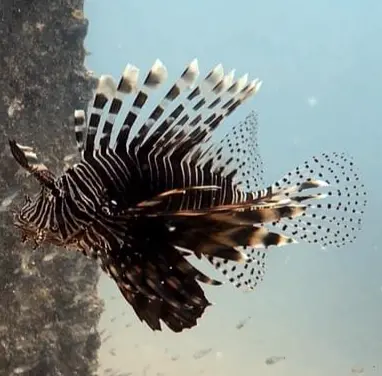 獅子魚/蓑鮋 Pterois