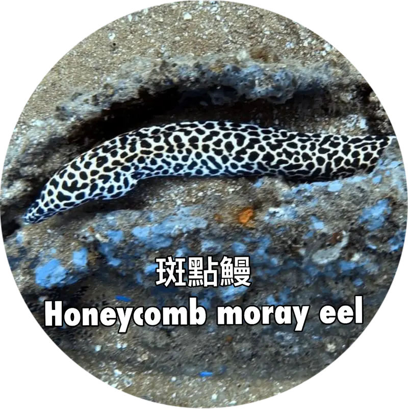 斑點鰻 Honeycomb moray eel
