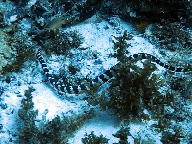 薄荷島船潛：Snake Island