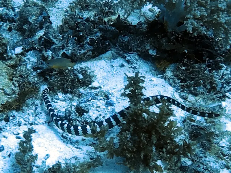 #29 Snake Island