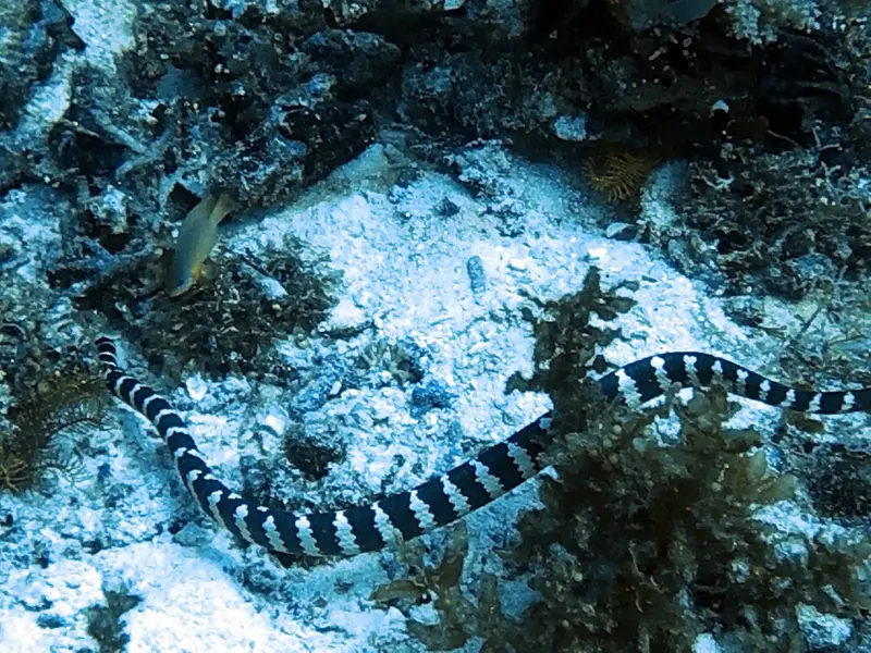 #29 Snake Island