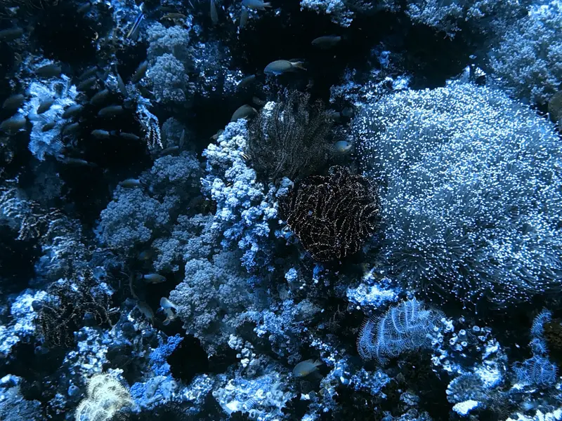#29 Snake Island
