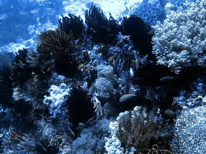 #29 Snake Island