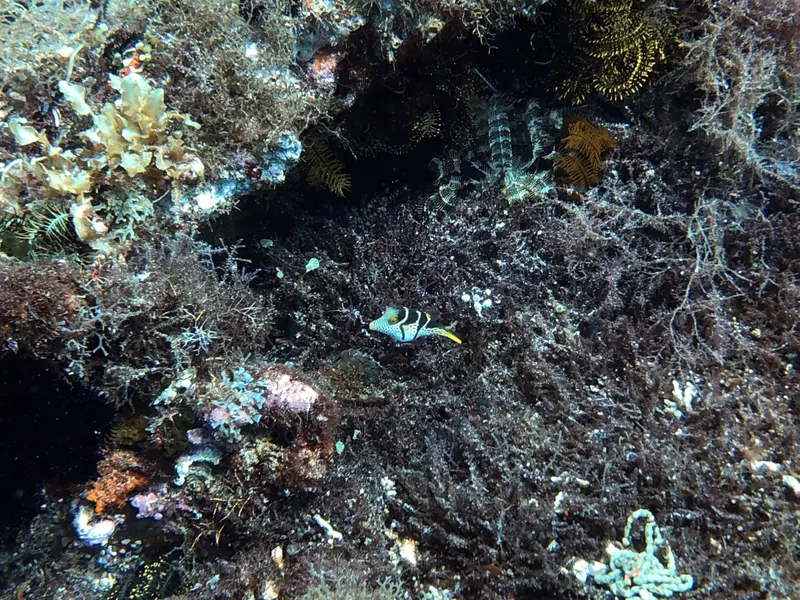 #29 Snake Island