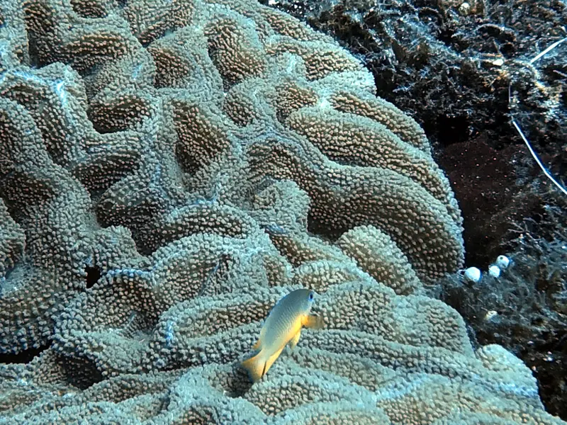 #29 Snake Island