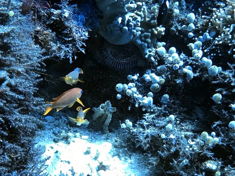 #29 Snake Island