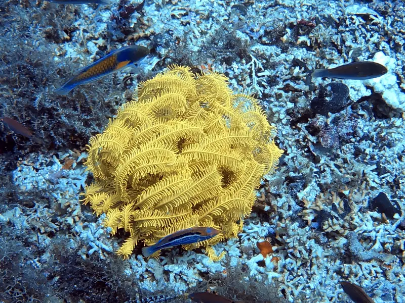 #29 Snake Island