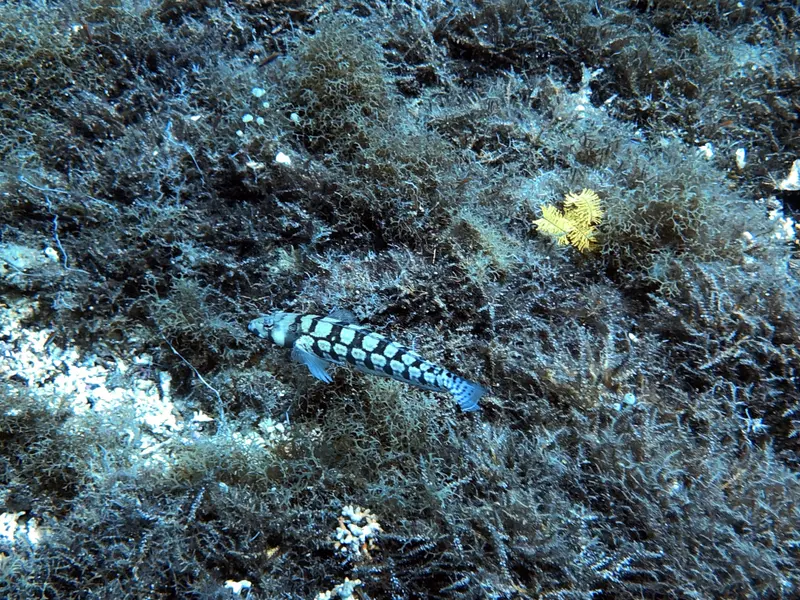#29 Snake Island