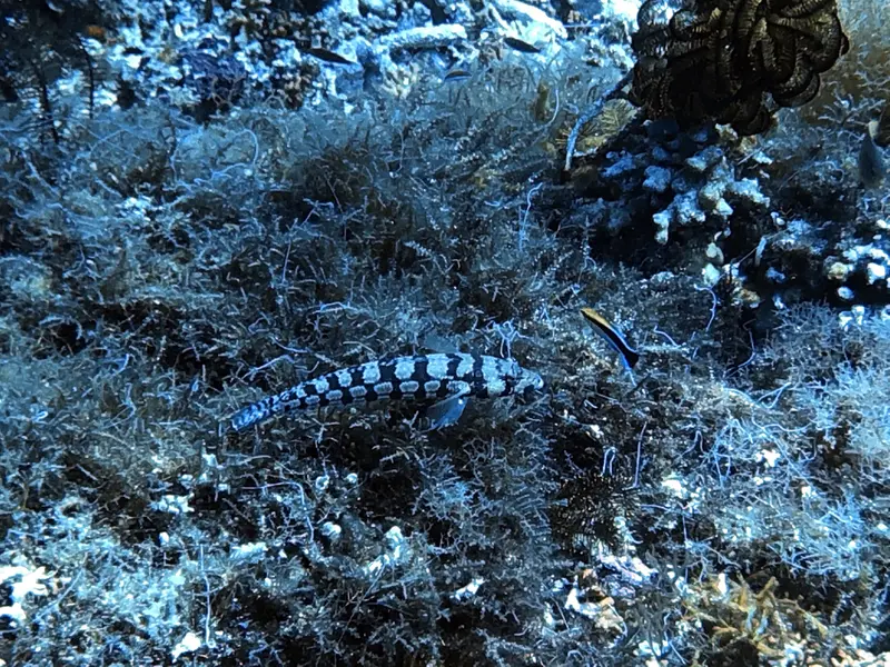 #29 Snake Island